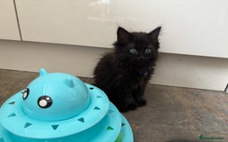 Russian Blue cats for sale: Russian Blue x Ragdoll Kittens - Image 16