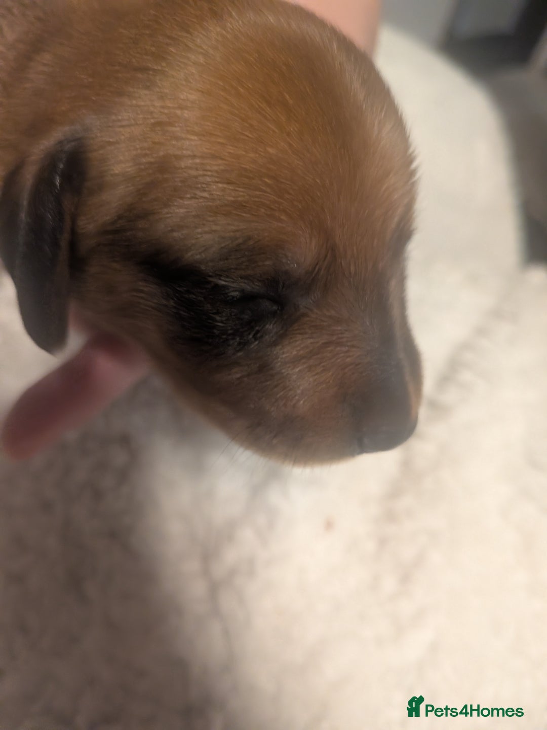 Dachshund dogs for sale: Dachshund puppies  - Advert 22