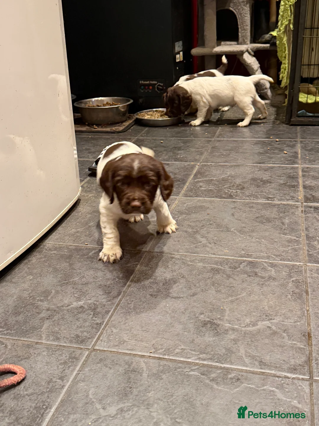 English Springer Spaniel dogs for sale: Springer Spaniel Puppies - Advert 7