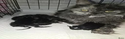 Maine Coon cats for sale: Stunning Black Smoke Boy - Advert 9
