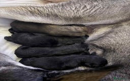 Mixed Breed dogs for sale: German Shepard/husky cross puppies  - Image 3