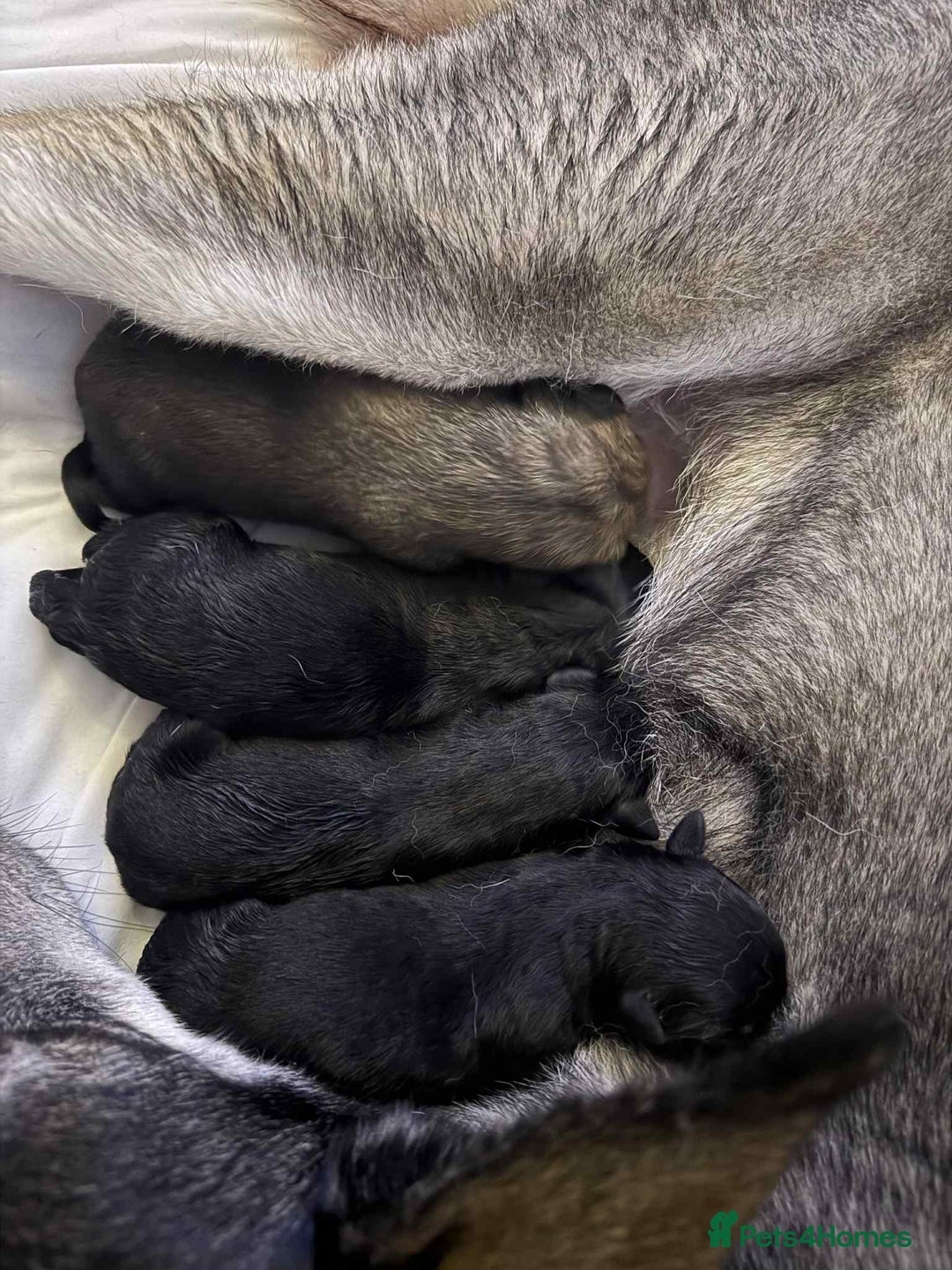 Mixed Breed dogs for sale: German Shepard/husky cross puppies  - Image 3