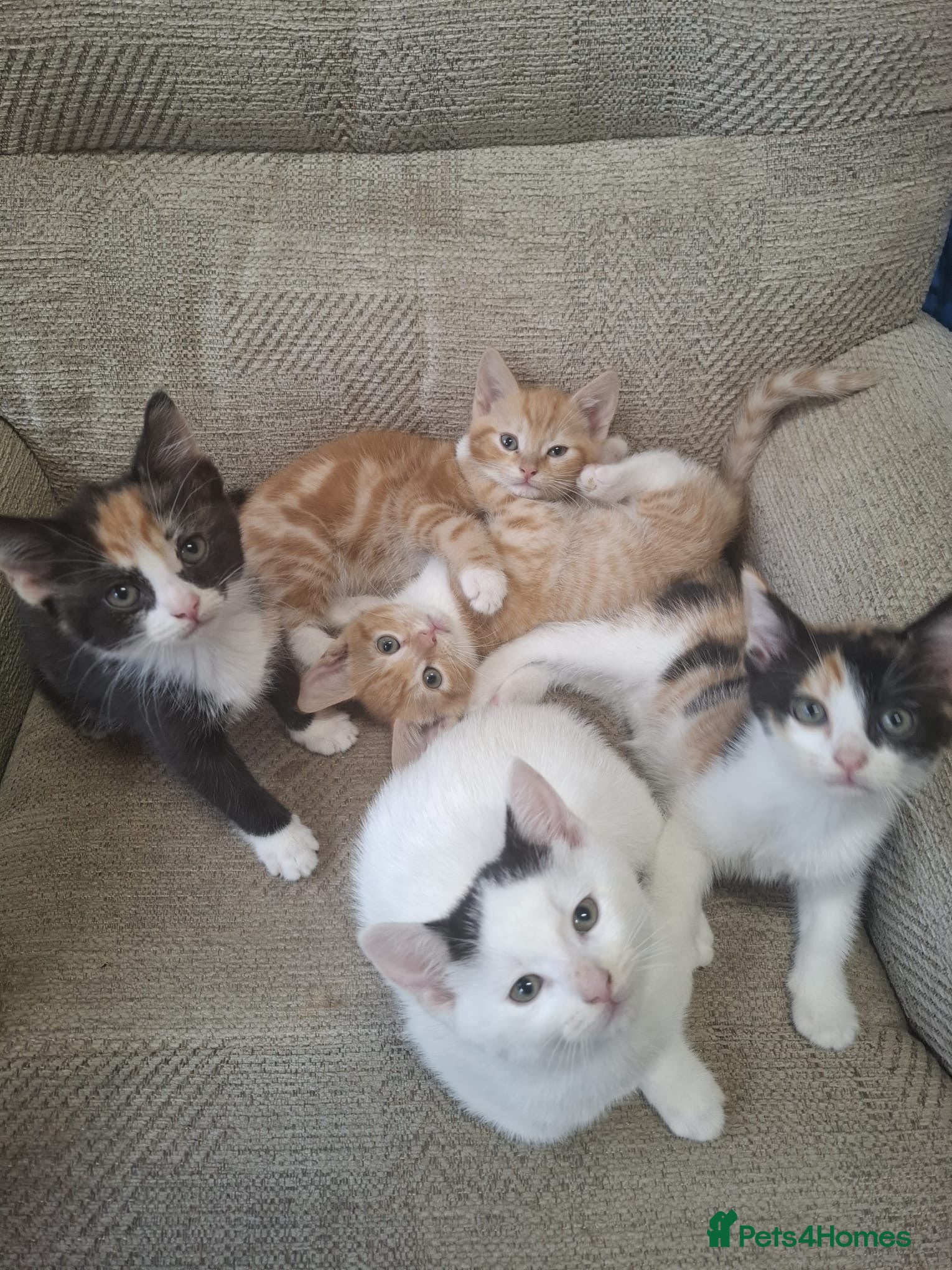 Mixed Breed cats 5 Gorgeous Kittens - Advert 1