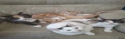 Mixed Breed cats for sale: 5 Gorgeous Kittens in Halifax - Advert 1