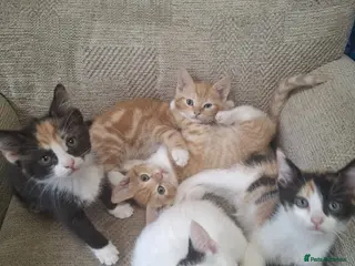 Mixed Breed cats 5 Gorgeous Kittens - Advert 4