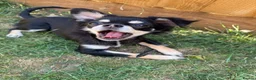 Chihuahua dogs for sale: KC reg chihuahua girl pup (health tested parents) - Advert 3