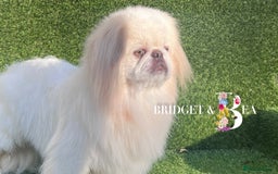Pekingese dogs for sale: 💜UNIQUE LILAC CREAM MALE💜 - Image 1
