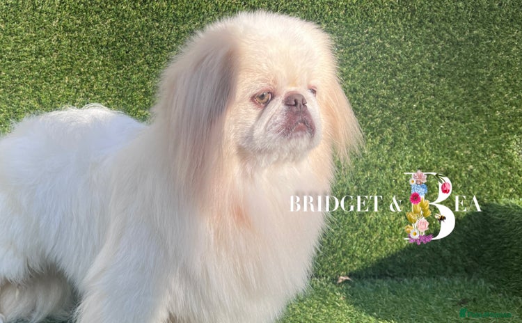 Pekingese dogs - Advert 1