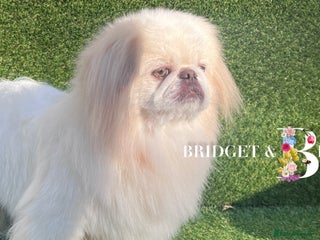 Pekingese dogs - Advert 1