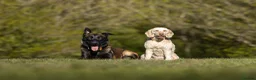 Belgian Shepherd Dog dogs for sale: FCI Female Family Protection Dog for Sale  - Advert 7