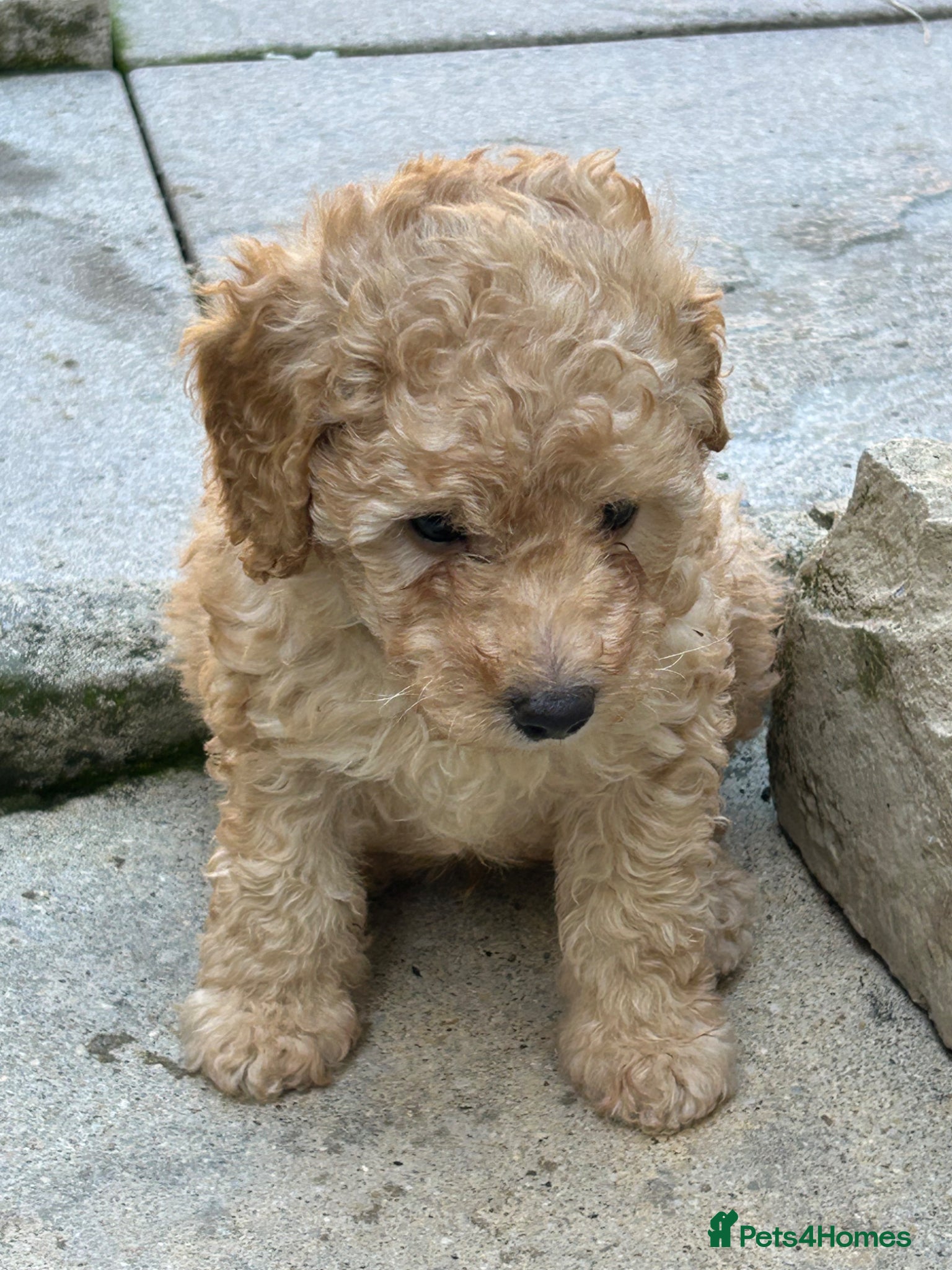 Toy Poodle dogs Stunning & outstanding KC reg toy poodles  - Advert 1