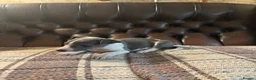 Whippet dogs for sale: 🐾 Exceptional KC Registered Whippet Puppies - Advert 18