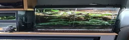 Gecko reptiles for sale: chahoua with full setup - Advert 4