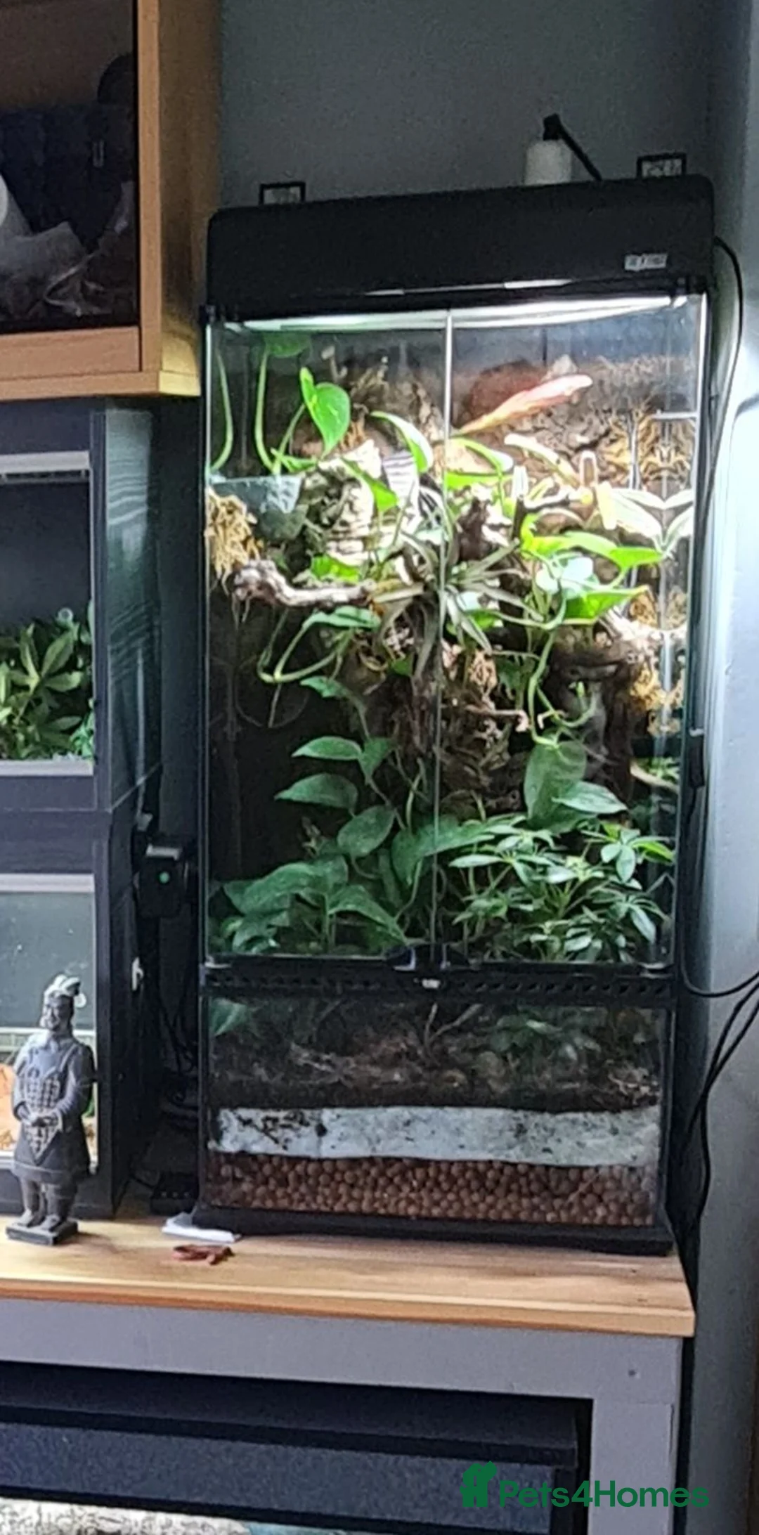 Gecko reptiles for sale: chahoua with full setup - Advert 4