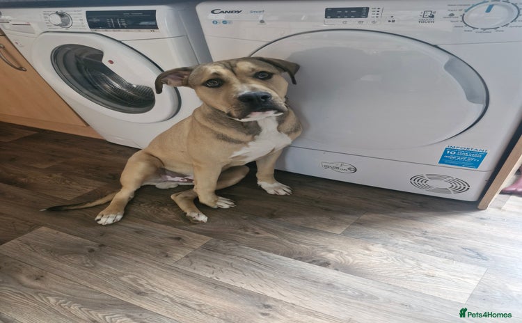 Mixed Breed dogs - Advert 8