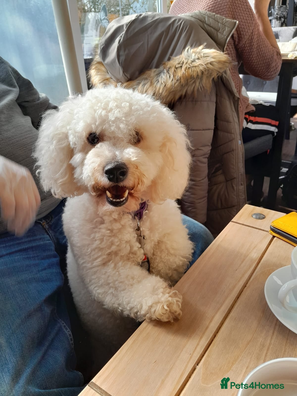 Bichon Frise dogs Alfie, super stud in Birmingham - Advert 1