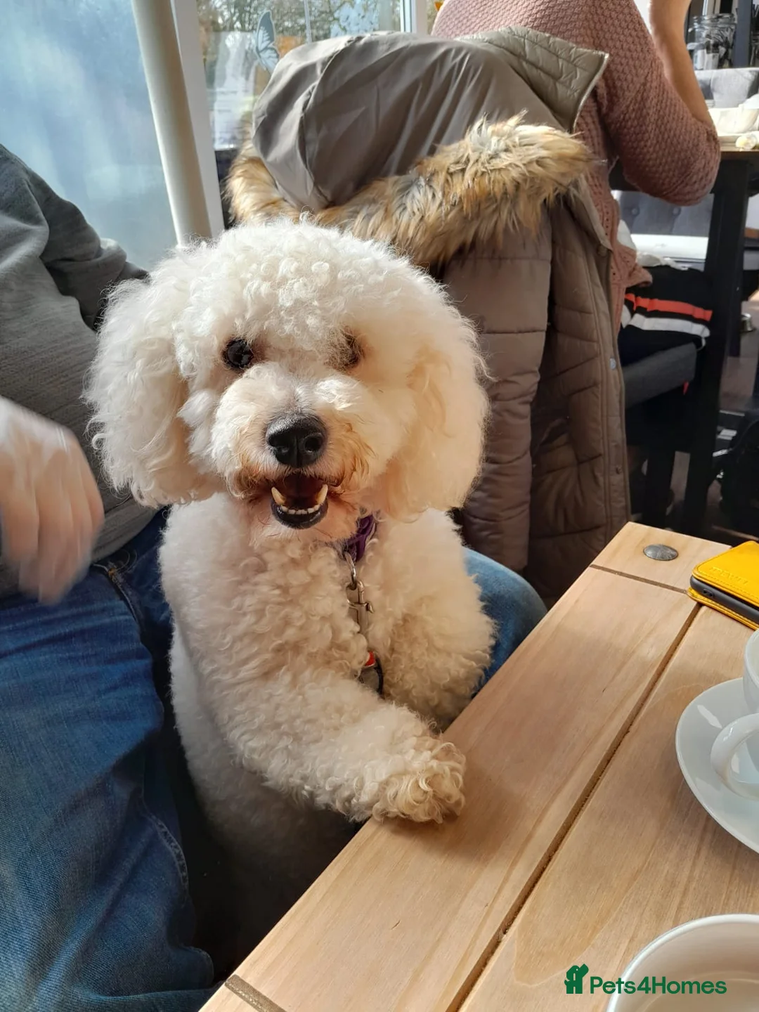 Bichon Frise dogs for stud: Alfie, super stud in Birmingham - Advert 1