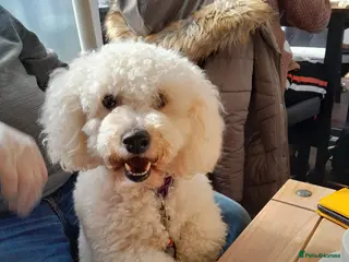 Bichon Frise dogs Alfie, super stud in Birmingham - Advert 2