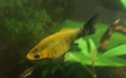 Other/Mixed Breed fish for sale: All fish sold individually for 10£ (info below) - Image 19