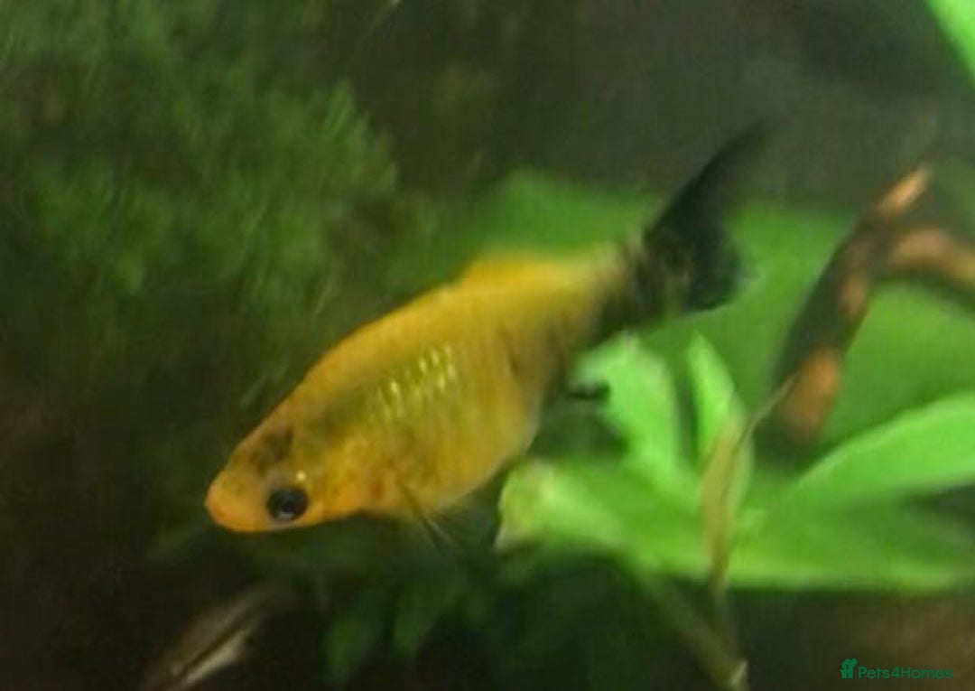 Other/Mixed Breed fish for sale: All fish sold individually for 10£ (info below) - Image 19