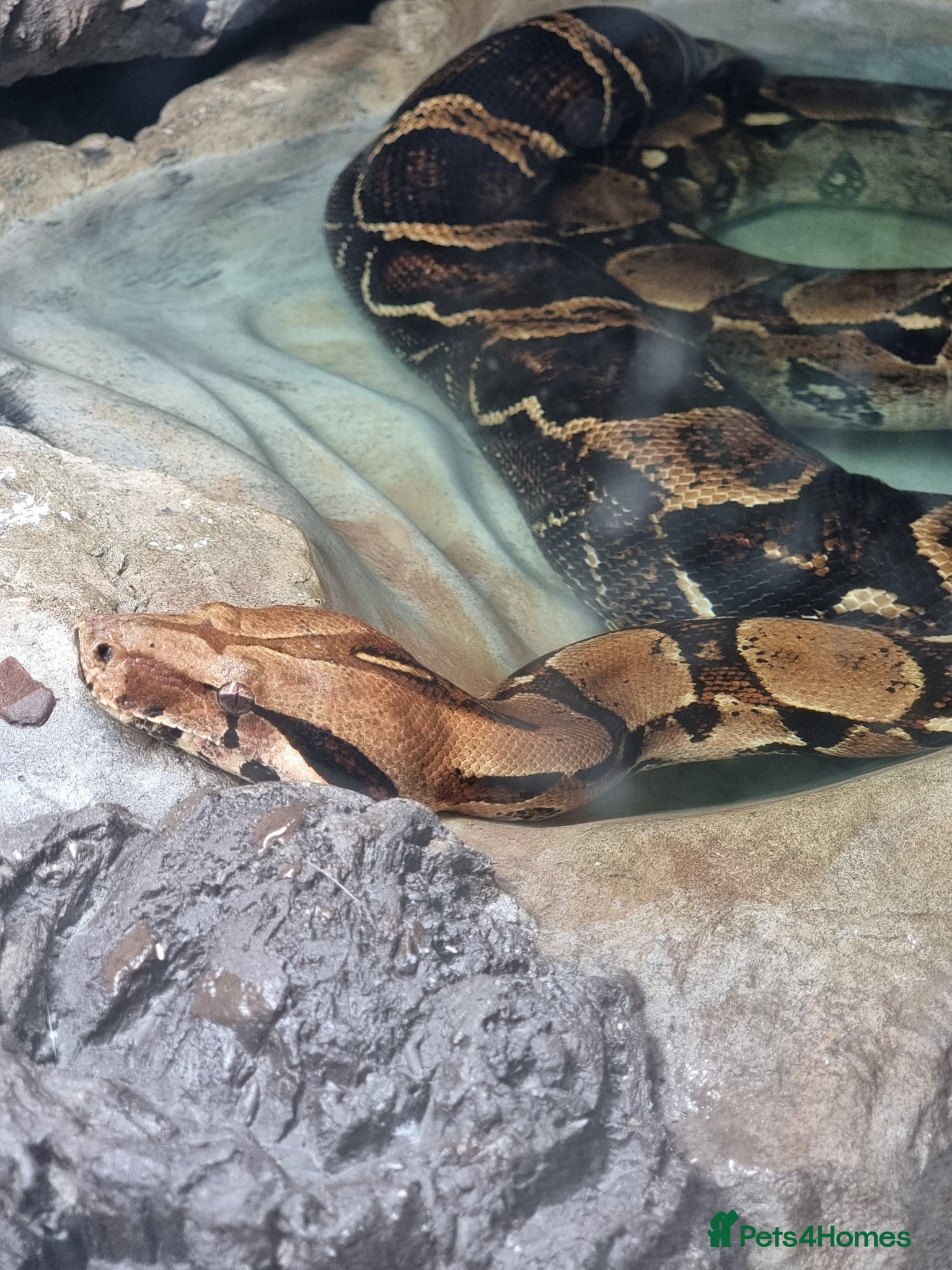 Boa Snake reptiles Boa constrictor - Advert 1