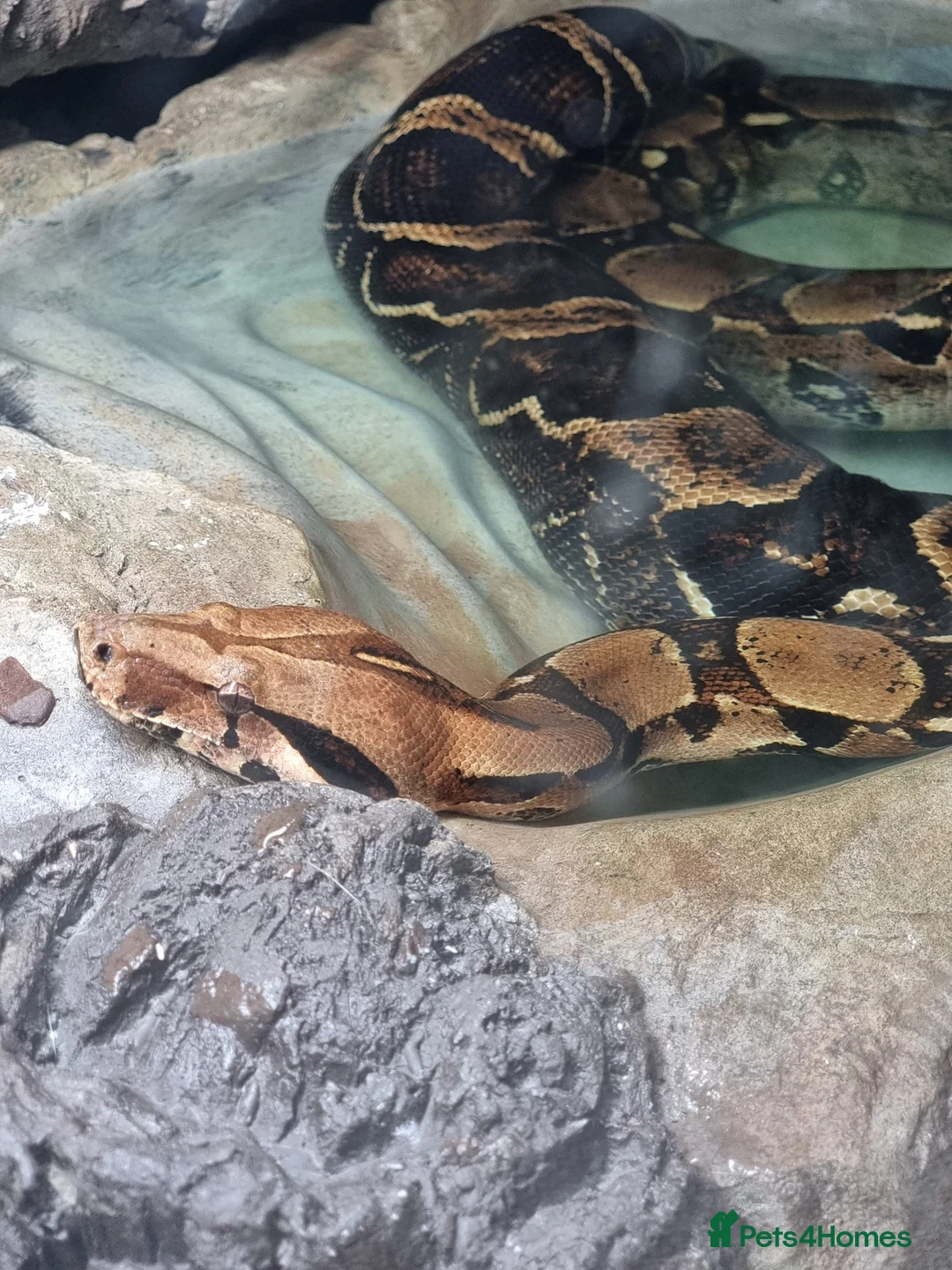 Boa Snake reptiles for sale: Boa constrictor - Advert 1