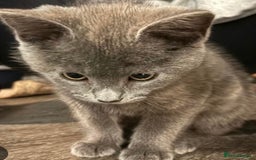 Mixed Breed cats for sale: Lovely kittens  - Image 3