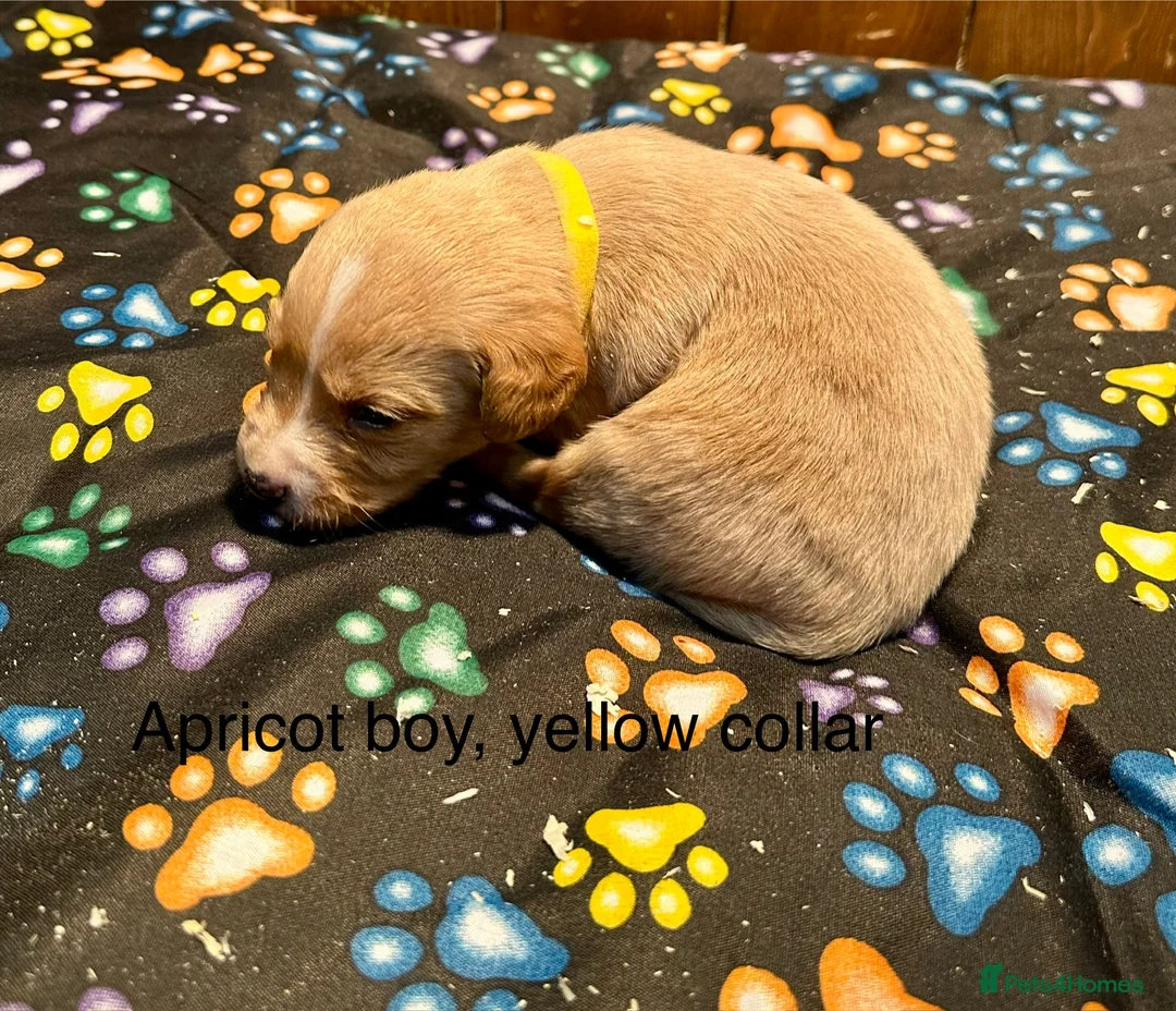 Labradoodle dogs for sale: Miniature Labradoodle from experienced breeder  - Advert 12