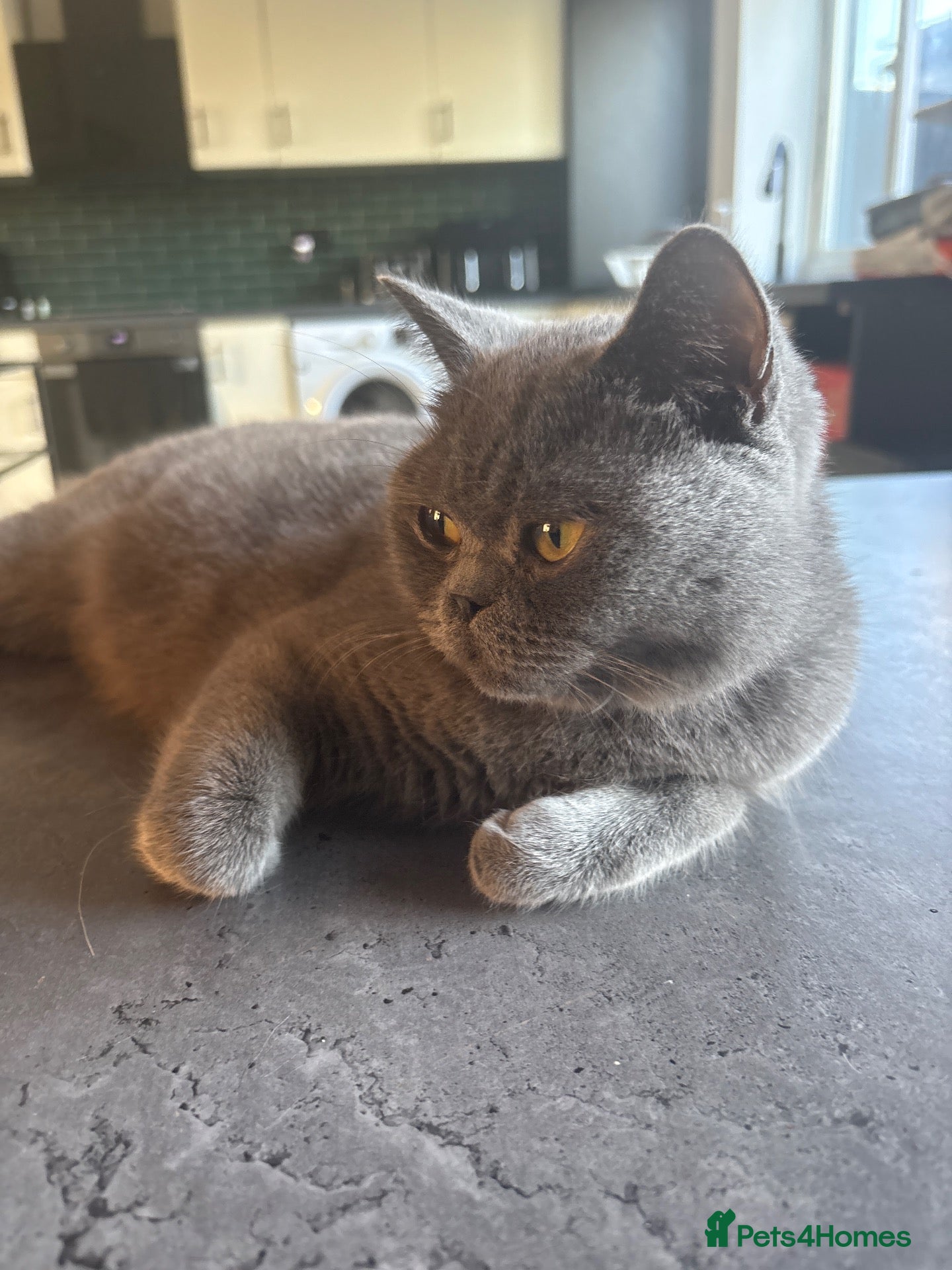 British Shorthair cats for sale: Beautiful fluffy British shorthair kittens  - Advert 2