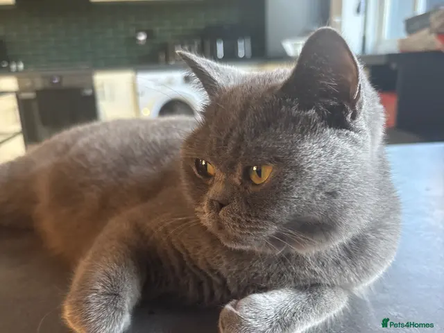British Shorthair cats for sale: Beautiful fluffy British shorthair kittens - Advert 1