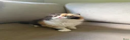 British Longhair cats for sale: Black tortie and white cinnamon carrier  - Advert 8