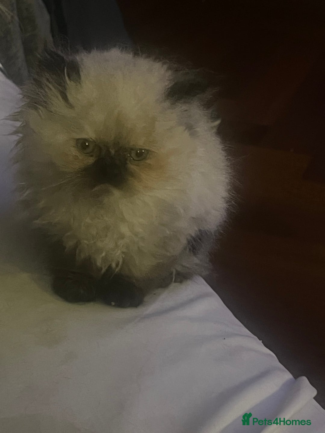 Persian cats for sale: Seal Colourpoint Persian Kittens - Image 14