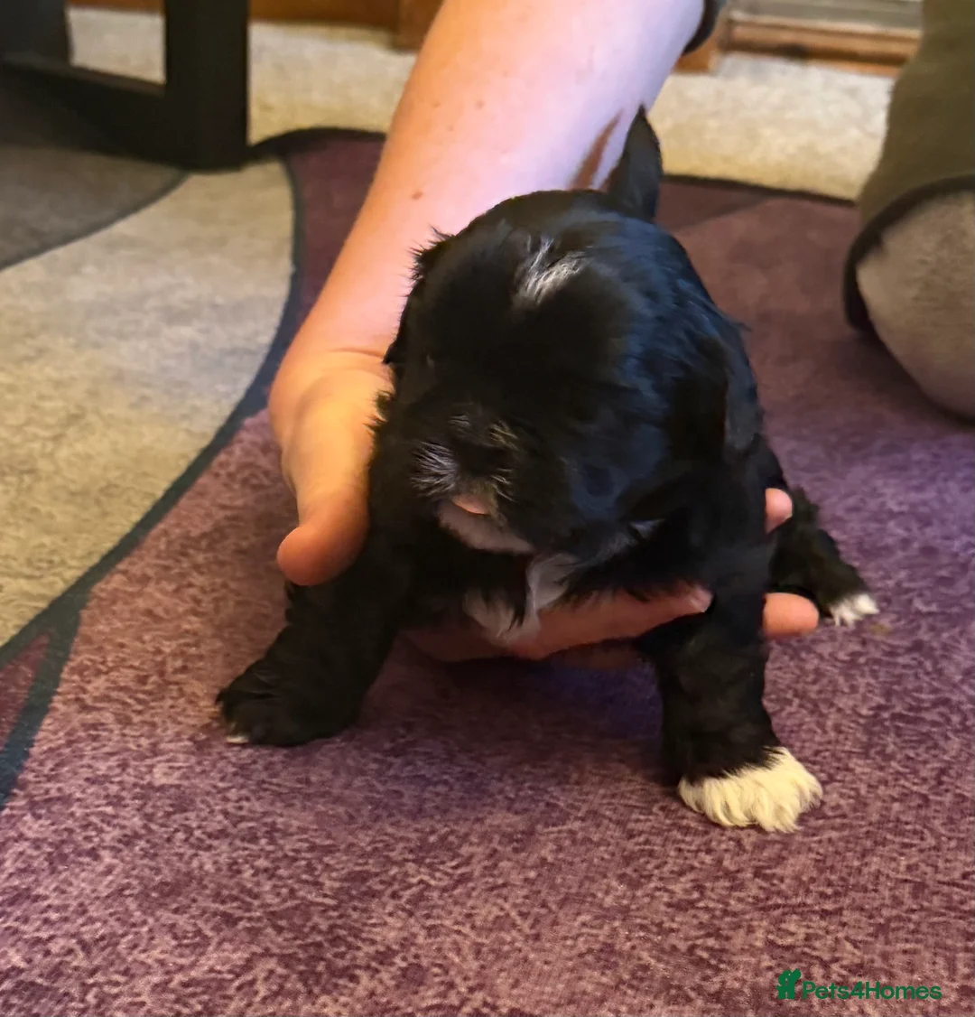 Shih Tzu dogs for sale: Beautiful Shih Tzu’s - STUNNING pure breds - Advert 19
