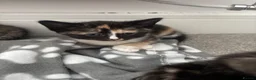 Mixed Breed cats for sale: Kittens - Advert 3