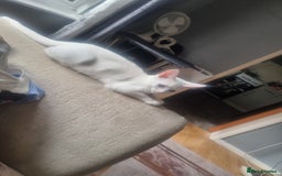 Bengal cats for sale: Male kitten pure white for sale - Image 1
