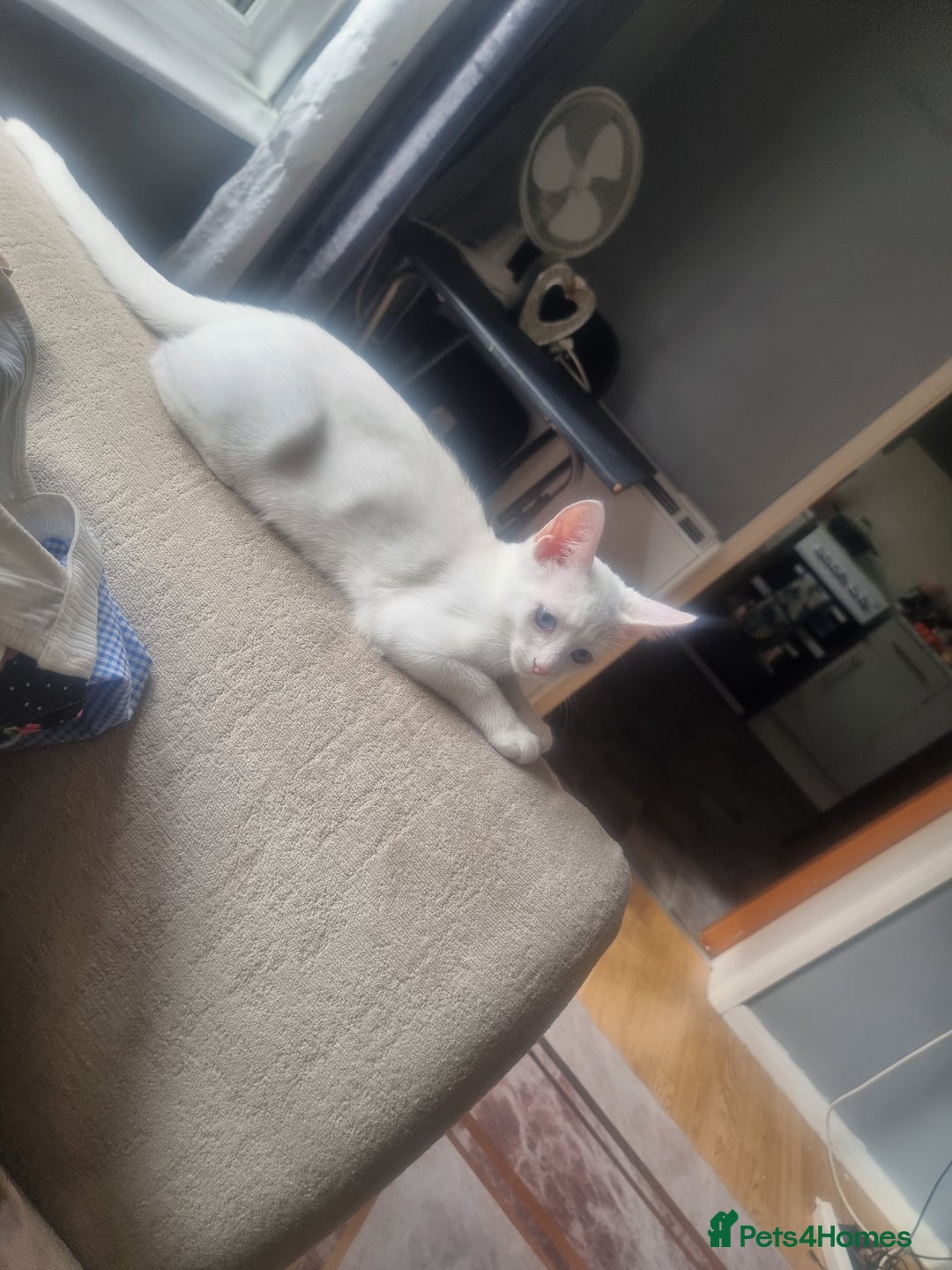Bengal cats for sale: Male kitten pure white for sale - Image 1