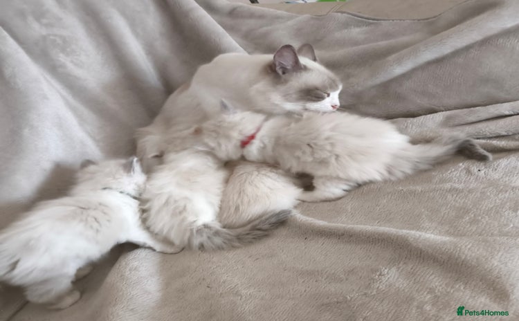 Ragdoll cats - Advert 3