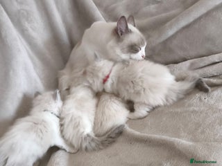 Ragdoll cats - Advert 4