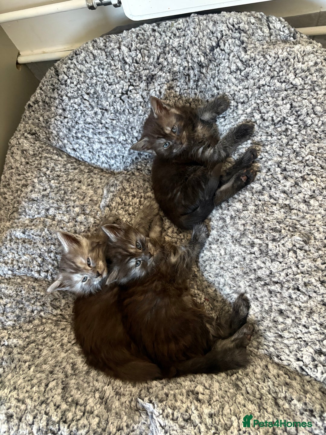Maine Coon cats for sale: 🐾 Russian Maine Coon Kittens – TICA Registered 🐾 - Image 18
