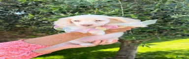 Cream female