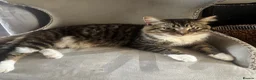 Mixed Breed cats for sale: 4 Long Hair Kittens  - Advert 15