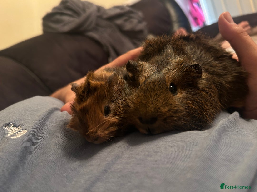 Guinea Pig rodents for sale: One female guinea pig  - Image 5