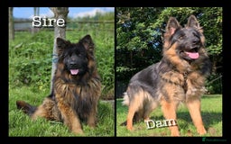 German Shepherd dogs for sale: GSD puppies' fluffy coats - Image 2