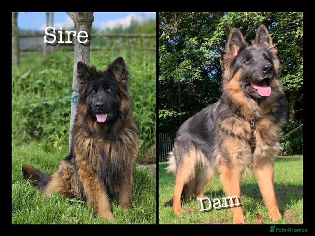 German Shepherd dogs for sale: GSD puppies' fluffy coats - Image 2