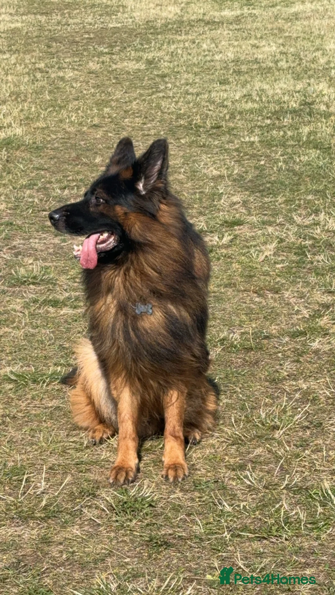 German Shepherd dogs for stud: Purebred German shep Stud  - Advert 5