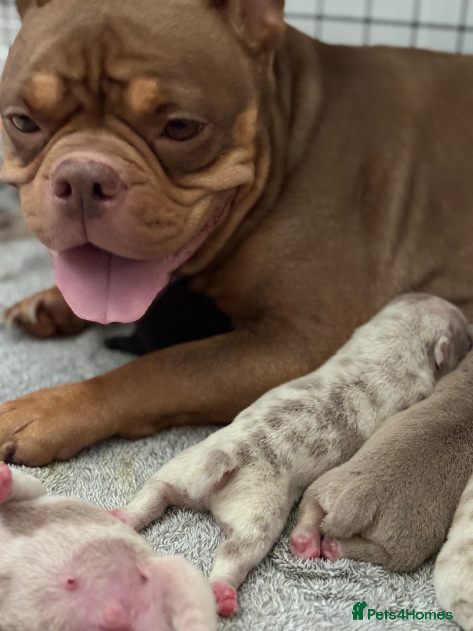 American Bully dogs Lucci vs Gr CH McLovin pups  - Advert 2