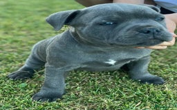 Staffordshire Bull Terrier dogs for sale: Elegant active blue staffordshire puppies - Image 7