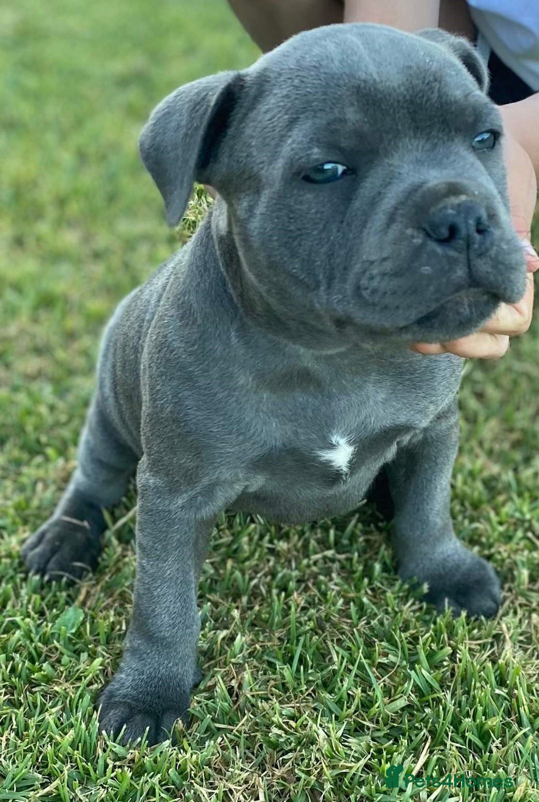 Staffordshire Bull Terrier dogs for sale: Elegant active blue staffordshire puppies - Image 7