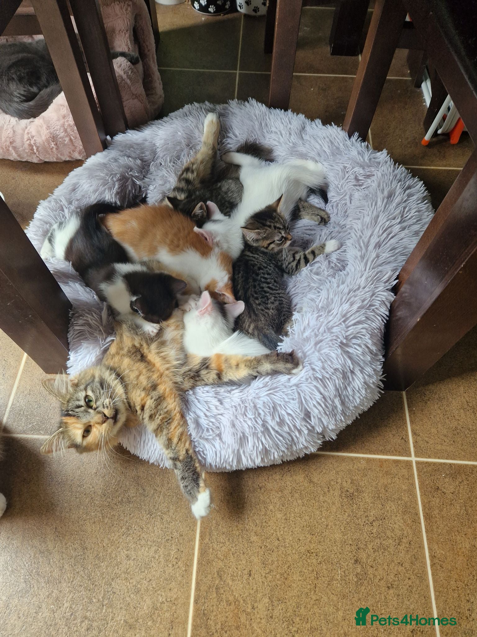 Mixed Breed cats 💥💥💥Siberian cross 💥💥💥 - Advert 8