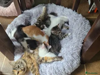 Mixed Breed cats 💥💥💥Siberian cross 💥💥💥 - Advert 8